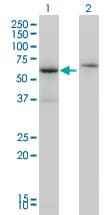 Monoclonal Mouse anti-Human CSTF2 / CstF-64 Antibody (clone 3D1-3A6, IHC, WB)