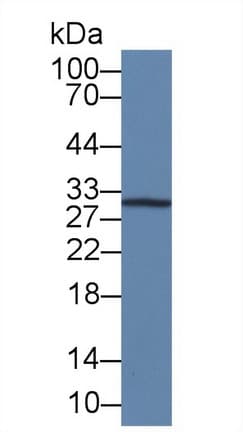 IL12A / p35 Antibody (Biotin)