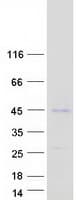 Human PFTK1 / CDK14 Protein (Recombinant Myc-DDK (Flag))