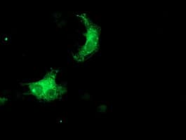 SNX8 Antibody (clone OTI1A1)
