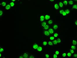 Monoclonal Mouse anti-Human NEUROG1 / NGN1 / Neurogenin 1 Antibody (clone OTI8G8, IF, WB)