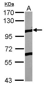PathPlus™ EPHA4 / EPH Receptor A4 Antibody (Internal)