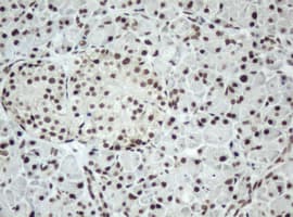 SF3A1 / SF3A120 Antibody (aa249-568, clone OTI2C4, Carrier-free)