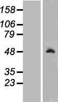 RNH1 Protein (Over-Expression Lysate Myc-DDK (Flag))