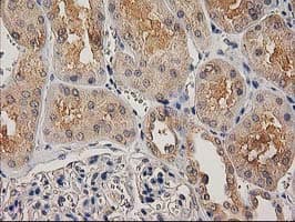 CHCHD5 Antibody (clone OTI9E6)