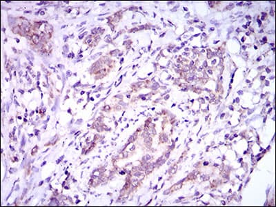 DNAL4 / Dynein Light Chain 4 Antibody (aa1-105, clone 3C10A4)