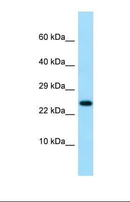 IL19 Antibody (aa137-186)