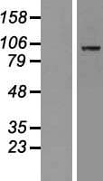 MAP4K5 Protein (Over-Expression Lysate Myc-DDK (Flag))