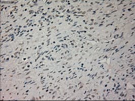 GFAP Antibody (clone OTI2C4)