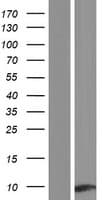 Apolipoprotein C-I (Over-Expression Lysate Myc-DDK (Flag))