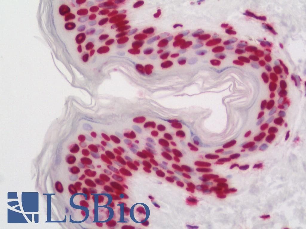 IHC-plus™ COMMD7 Antibody (Internal)