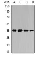 ATOH1 / MATH-1 Antibody