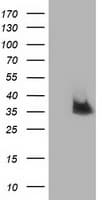 NUDT6 Antibody (clone OTI10B4)