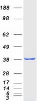 Human MSI2 Protein (Recombinant Myc-DDK (Flag))