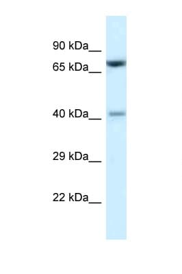 PRMT7 Antibody (aa380-429)