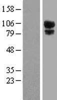 SLC4A1AP / Kanadaptin Protein (Over-Expression Lysate Myc-DDK (Flag))