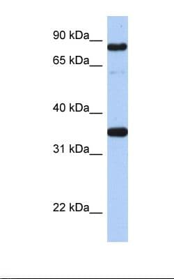 POU2F1 / OCT1 Antibody (aa61-110)