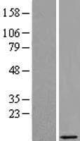 Human PRAC1 / PRAC Protein (Over-Expression Lysate Myc-DDK (Flag))