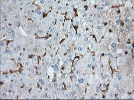 Monoclonal Mouse anti-Human ALDH3A1 Antibody (clone OTI1C6, IHC, IF, WB)