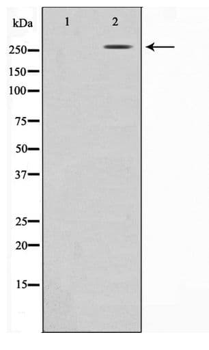 FN1 / Fibronectin Antibody