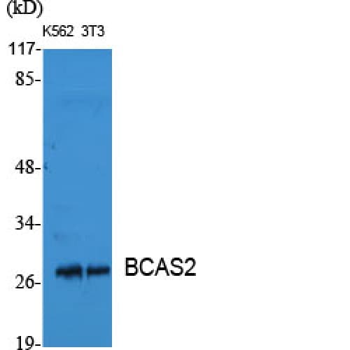 BCAS2 Antibody (150-230 aa, C-terminal)