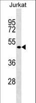 FOXB2 Antibody (aa58-86)