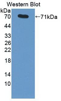 HSPA1A Antibody