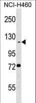 BEND3 Antibody (aa629-657)