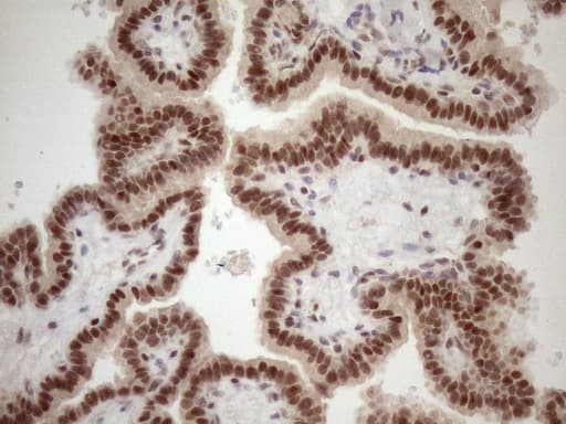 TCEAL1 Antibody (clone OTI2G10, Carrier-free)