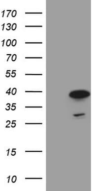 MORF4L1 / MRG15 Antibody (aa6-77, clone OTI5D2)