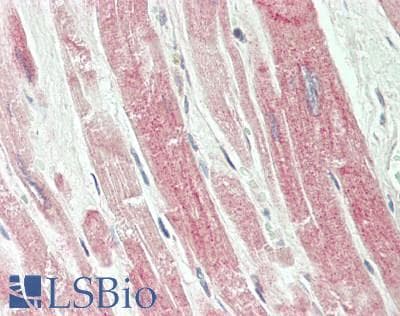 TEAD2 Antibody (aa323-372)