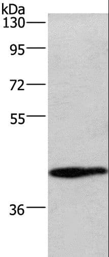 WNT3A Antibody