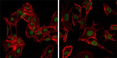 DDX4 / VASA Antibody (aa1-160, clone 2F9H5)