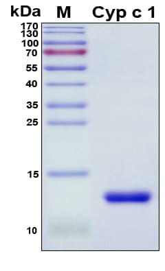 Common carp Cyp c 1 Protein (Recombinant His, N-Terminal)