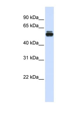 TRIM35 Antibody (aa151-200)