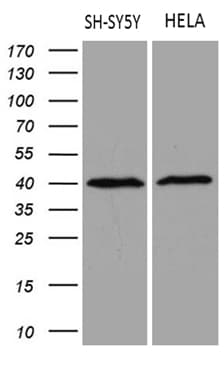 RBFOX3 / NEUN Antibody (aa29-97, clone OTI2E5)