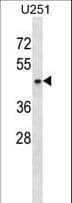SH3GL1 / EEN Antibody (aa242-270)