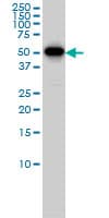CCNB1 / Cyclin B1 Antibody (clone 1C8)