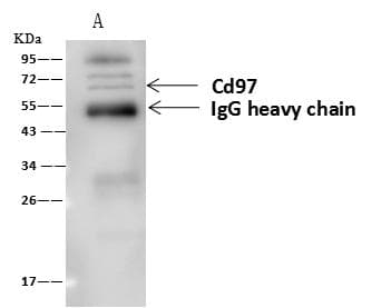 ADGRE5 / CD97 Antibody (Preservative Free)