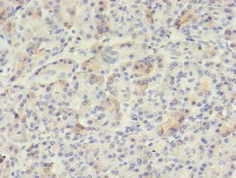 VWA5B2 Antibody