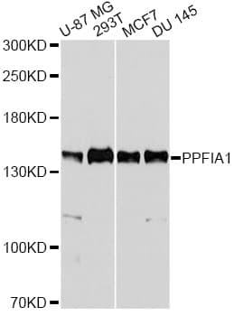 PPFIA1 / LIPRIN Antibody
