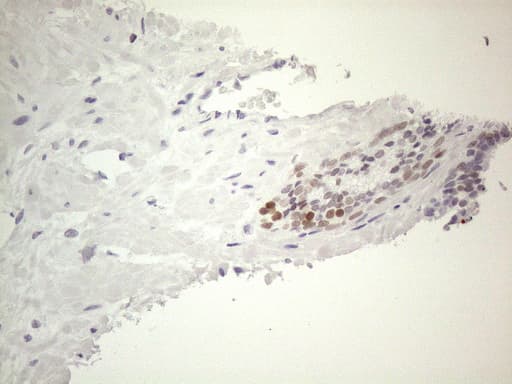 GATA3 Antibody (aa155-443, clone OTI8H4, Carrier-free)