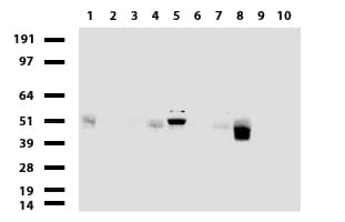 PDCD1 / CD279 / PD-1 Antibody (clone UMAB197, Carrier-free)