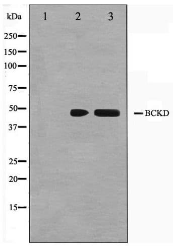 BCKDK Antibody