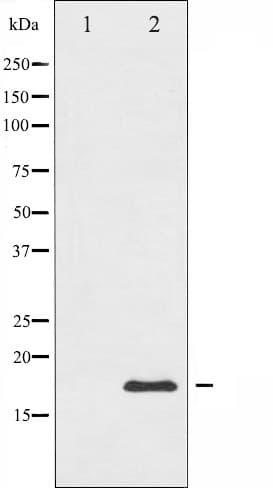 Polyclonal Rabbit anti-Human Histone H3.1 Antibody (IF, WB)