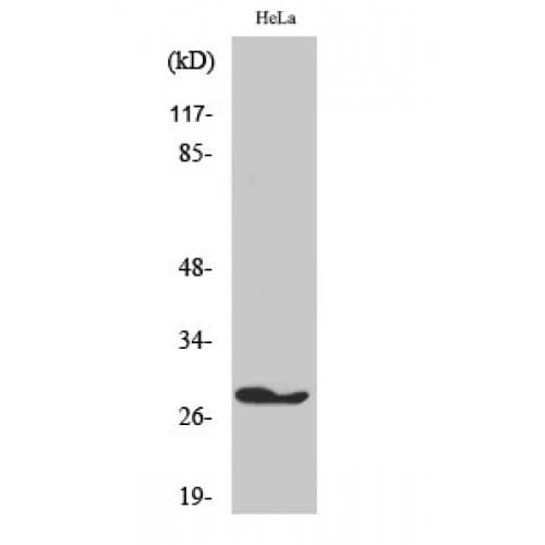 FADD Antibody (130-210 aa)