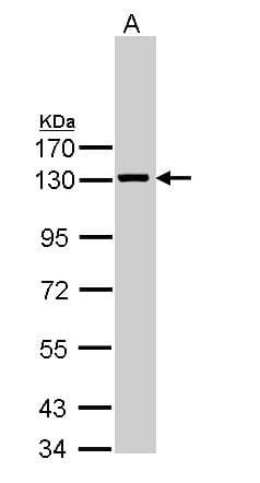 IHC-plus™ VCL / Vinculin Antibody