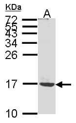 Polyclonal Rabbit anti-Human ATP5G1 / ATP5G Antibody (WB)