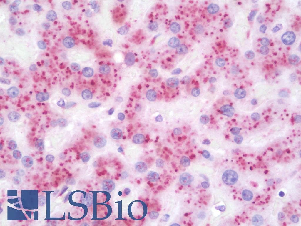 IHC-plus™ GLB1 / Beta-Galactosidase Antibody (clone 5H2)