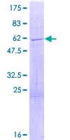 Human COPS7A Protein (Recombinant GST)